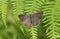 A pretty female Purple Hairstreak Butterfly Favonius quercus perched on bracken.