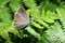 A pretty female Purple Hairstreak Butterfly Favonius quercus perched on bracken.