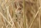 A pretty female Reed Bunting Emberiza schoeniclus perched on a twig in the reeds.