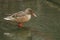 A pretty female Shoveler duck, Anas clypeata, standing on a branch submerged in a lake in the pouring rain.