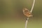 A pretty female Stonechat, Saxicola rubicola, perching on a plant stem.