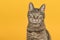 Pretty female tabby cat looking at the camera on a yellow background