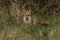 A pretty female wild Red Fox, Vulpes vulpes, hunting in a meadow in spring.