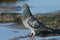 A pretty Feral Pigeon Columba livia standing in a coastal pool at low tide in Kent, UK.