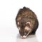 Pretty ferret female posing indoor for portrait on white background