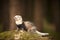 Pretty ferret posing on moss deep in summer forest