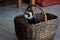 The pretty ferret sits in a wicker basket.