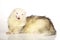 Pretty ferret in studio on white background