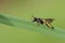 A pretty Field Digger Wasp Mellinus arvensis roosting on a blade of grass.