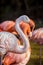 Pretty flamingo close up shot