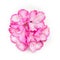 Pretty floral composing with pink flowers on white