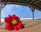 Pretty flower in beach shelter