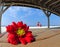 Pretty flower in beach shelter