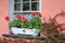 Pretty flower box with geraniums on pink wall of home