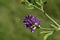 The pretty flower of a Lucerne, Medicago sativa subsp, growing in a meadow in the UK.