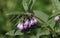 A pretty flowering Comfrey plant, Symphytum, growing in the wild in the UK.