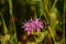 Pretty Flowering Purple Bee Balm with a Bee