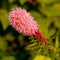 Pretty flowering purple liatris in a garden. Blooming purple liatris flowers in a garden. Macro photo of a fluffy purple flower