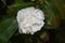 Pretty Flowering White Camellia Flower Blossom