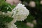 Pretty Flowering White Hydrangea Blossoms