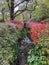 Pretty flowers of deciduous Azaleas blooming in the spring along a stream.