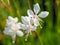 Pretty flowers of Gaura lindheimeri Sparkle White