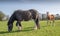 A pretty foal stands in a paddock with its mother. Summer pasture.