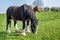 A pretty foal stands in a paddock with its mother. Summer pasture.