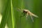 A pretty Four-spotted Chaser Libellula quadrimaculata perching on a reed at the edge of a pond.