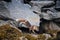 a pretty fox is moving fleet footed along the rocky coast of katmai in Alaska