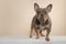Pretty french bulldog dog  standing on a cream colored background looking at the camera