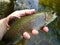 Pretty Friend\'s Creek Rainbow