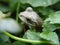 Pretty frog peeking through leaves