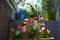 Pretty garden on the balcony. Bright colorful flowers of petunia in container and other plants in flowerpots. Cute design