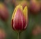 Pretty garden tulips of orange and yellow