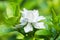 Pretty gardenia flower Gardenia jasminoides blooming  Beautiful in morning in the green leaf garden background