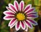 Pretty gazania