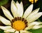 Pretty gazania