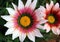 Pretty Gazania Daisy Tropical Flowers