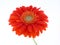 Pretty gerbera