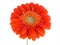 Pretty gerbera