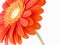 Pretty gerbera