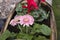 Pretty gerbera flowers