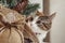 Pretty ginger cat interestedly exploring vintage decorative Christmas tree with cones