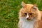 Pretty ginger and white adult cat listens carefully and amazed