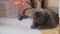 The pretty girl plays with a gray cat at home. Exotic shorthair cat.