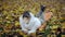 Pretty girl surprised looking at smartphone screen lying on yellow fallen leaves in autumn park.