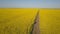 Pretty girl walking among yellow fields - aerial view. Hair is waving in the wind.