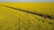 Pretty girl walking among yellow fields - aerial view. Hair is waving in the wind.