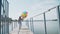 Pretty girl walks on the river bay with colourful balloons